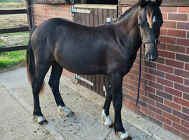 Very Flashy Welsh C Gelding