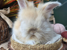 English Angora Babies for Sale