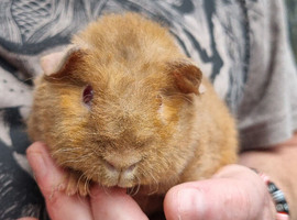 Baby Guinea Pigs (boys)