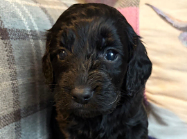 Gorgeous Cockapoo Puppies