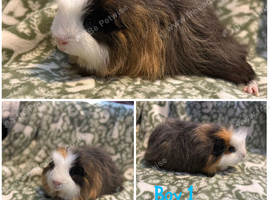 Male Guniea pigs looking for a forever home