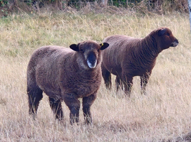 Lovely Trio of Pedigree Coloured Ryland Ewes for sale.