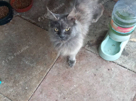 3 years old female