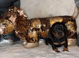 Miniature DACHSHUND