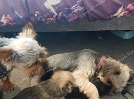 Toy yorkie x chihuahua