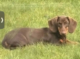 Dachshund