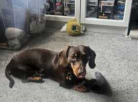 Chocolate and tan miniature dachshund for stud in Chorley
