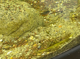 5 Celestial pearl danios + 3 endlers