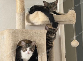 X2 Beautiful 5 month old kittens
