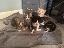 Half mainecoon kittens