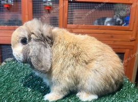 Pure breed mini lop buck