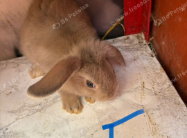Mini lop Rabbit