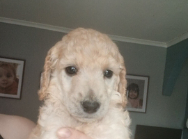 Standard poodle boy