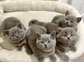 *3/5 now reserved*Chunky British shorthair girls