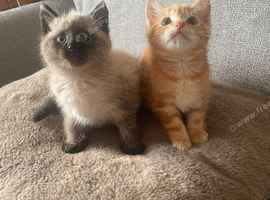 Two beautiful kittens looking for their forever loving families