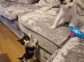 Kittens ready now 8 weeks old