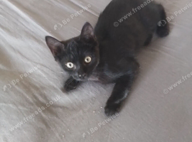 Female kitten