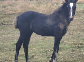 WELSH SECTION D BLACK FILLY FOAL