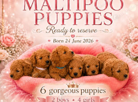 Stunning Red & Apricot Maltipoo Puppies &ndash; Health-Tested Parents