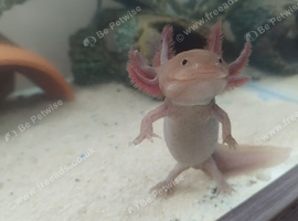 Axolotl eggs