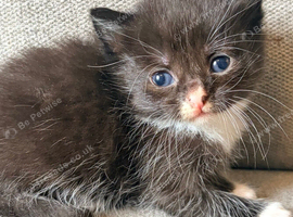 3 Beautiful Male Kittens &ndash; Ready 16th July!