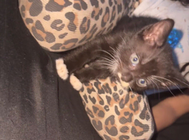 Kitten