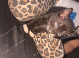 Kitten