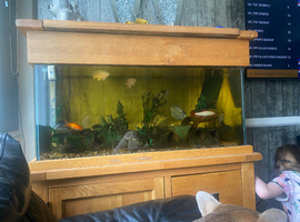 3ft solid oak tropical fish tank setup
