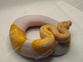 Albino pied ball python