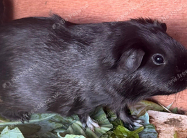 Female guinea pig