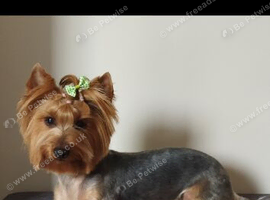 Yorkshire Terrier Puppies