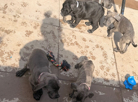 5 female cane corso puppies for sale