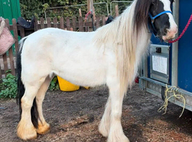 Lovely cob mare