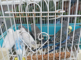Young budgies for sale