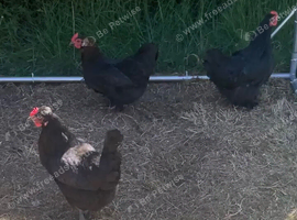3 x laying hens