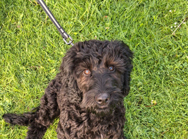 Cockapoo for sale