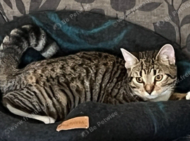 young Cat looking for home