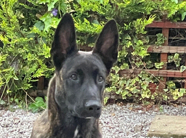 Dutch herder 15 months still available !!