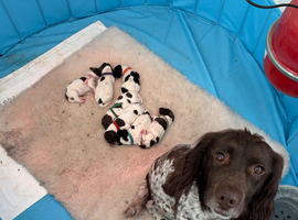 Springer pups for sale