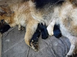 2 young german shepherds looking for new postcodes