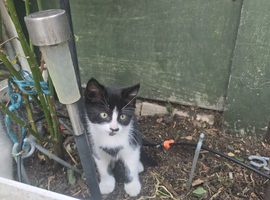 4 little kittens to rehome