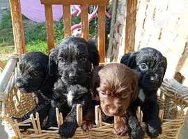 cocker spaniels