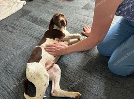 English Pointer