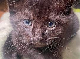 Black kittens with patterns