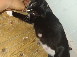 Female kitten available