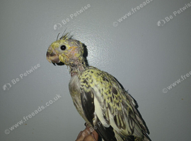 1 hand tame cockatiel for dale