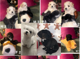 Toy malshipoo puppies