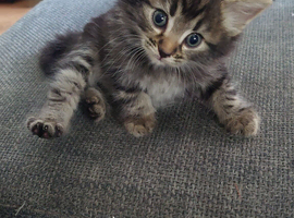 4 beautiful kittens for sale.