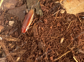 Ischnoptera rufa