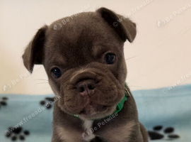 K.c French bulldog